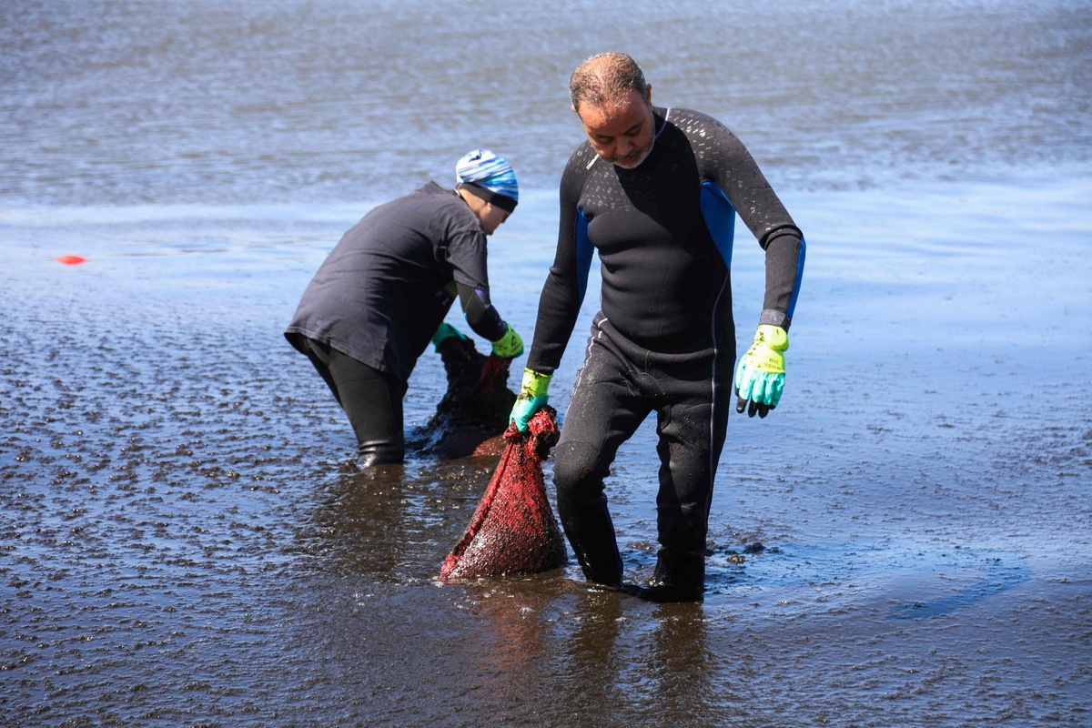algeria beaches covered brownish algae